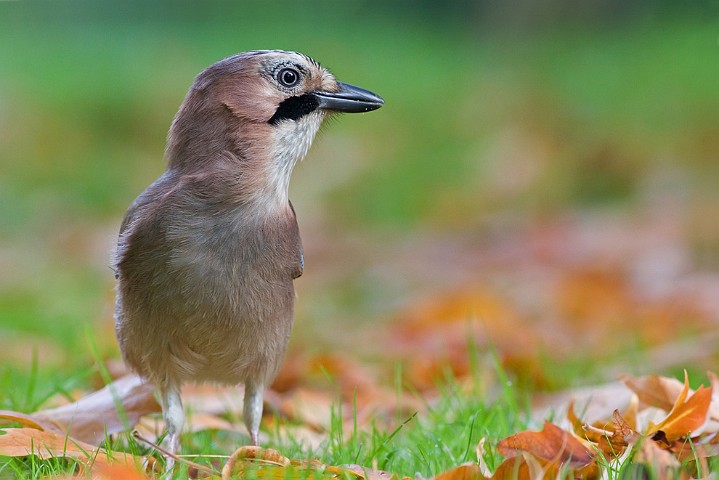 Eichelhher Garrulus glandarius Eurasian Jay